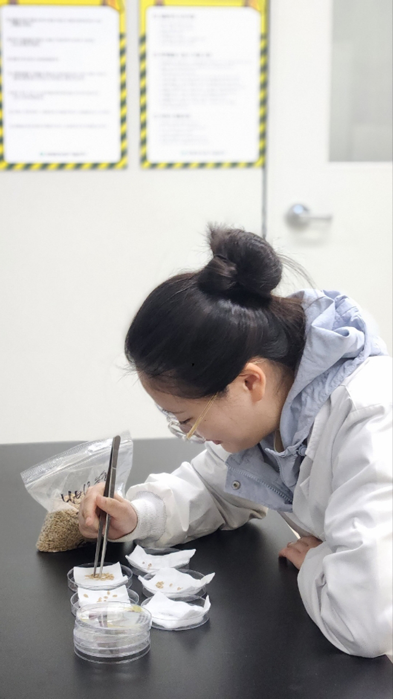 함평군, 자가채종 벼 종자 발아율 검사 ‘필수’…무료 지원