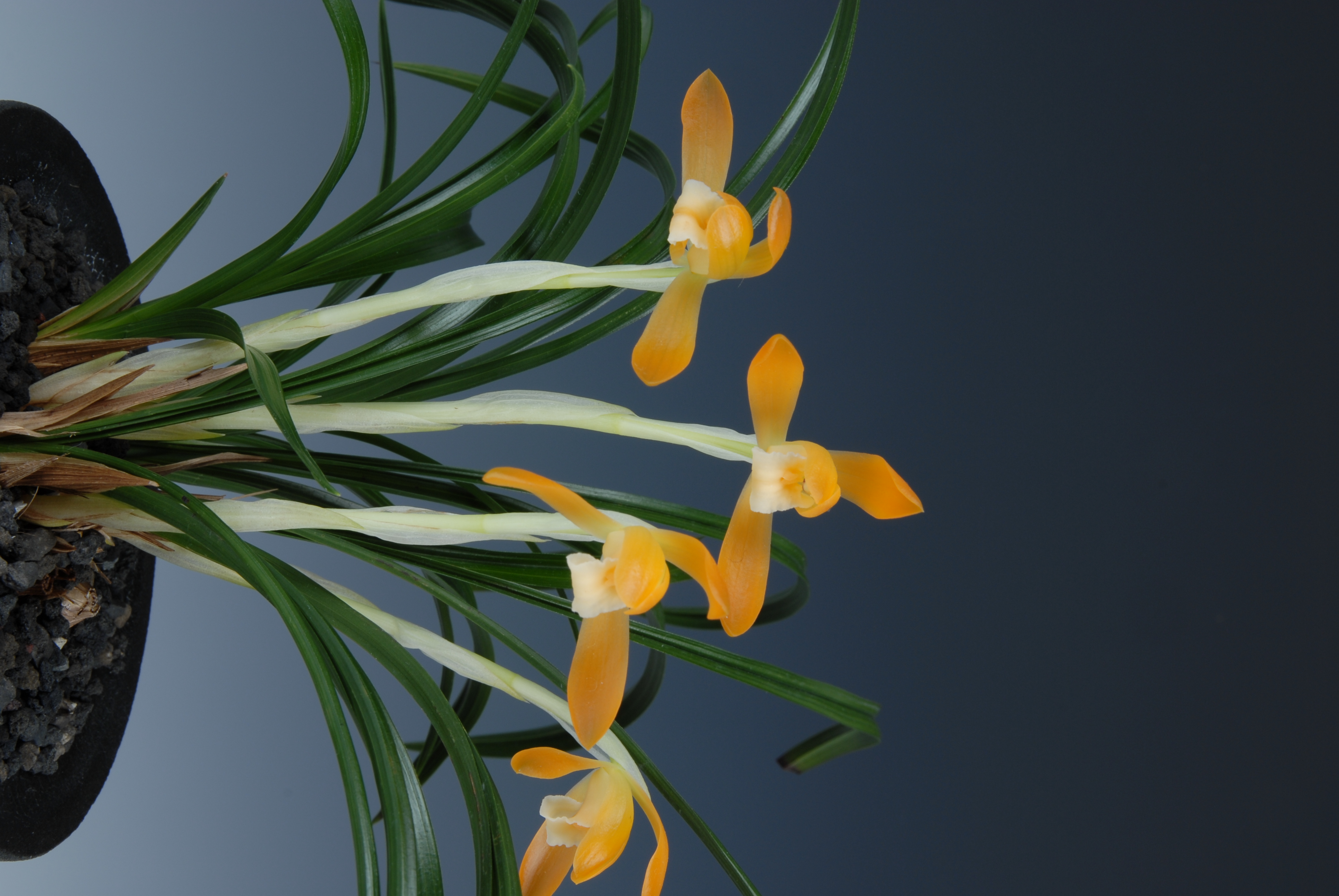 금상-주금소심-최영욱