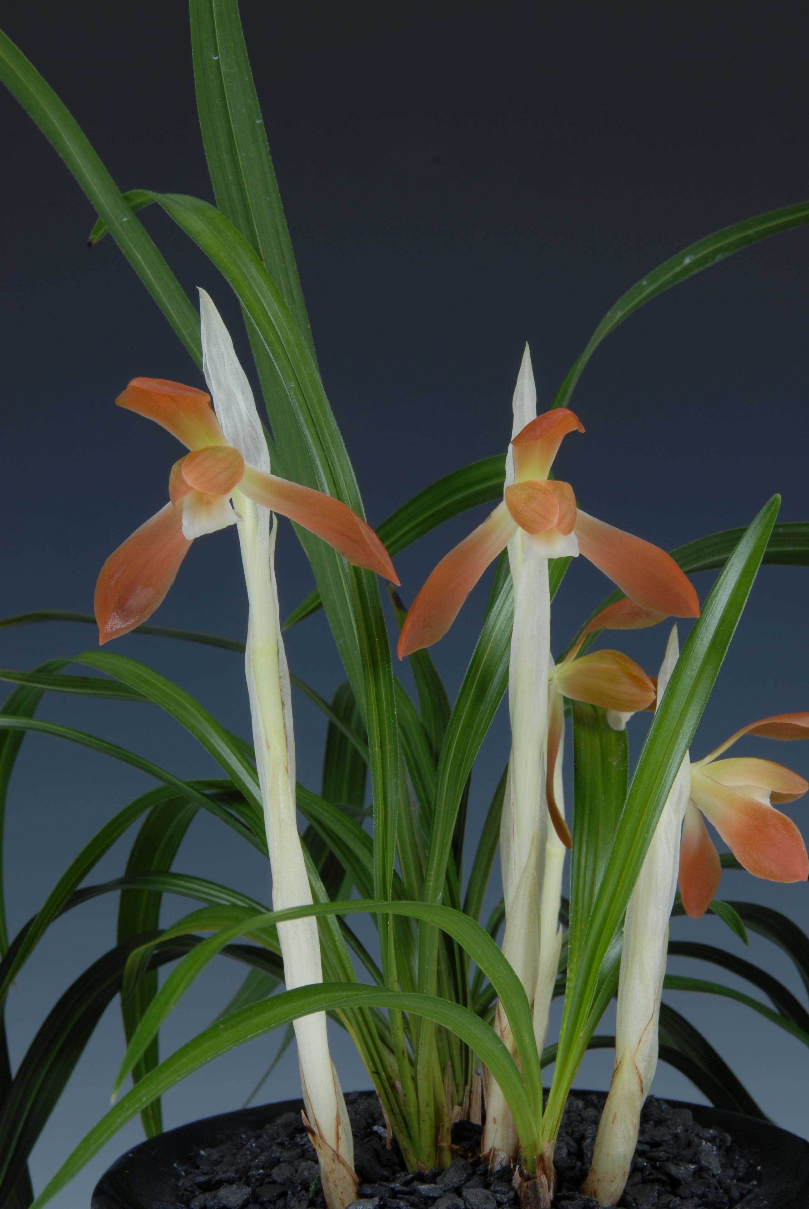 우수상-홍화소심-민미옥