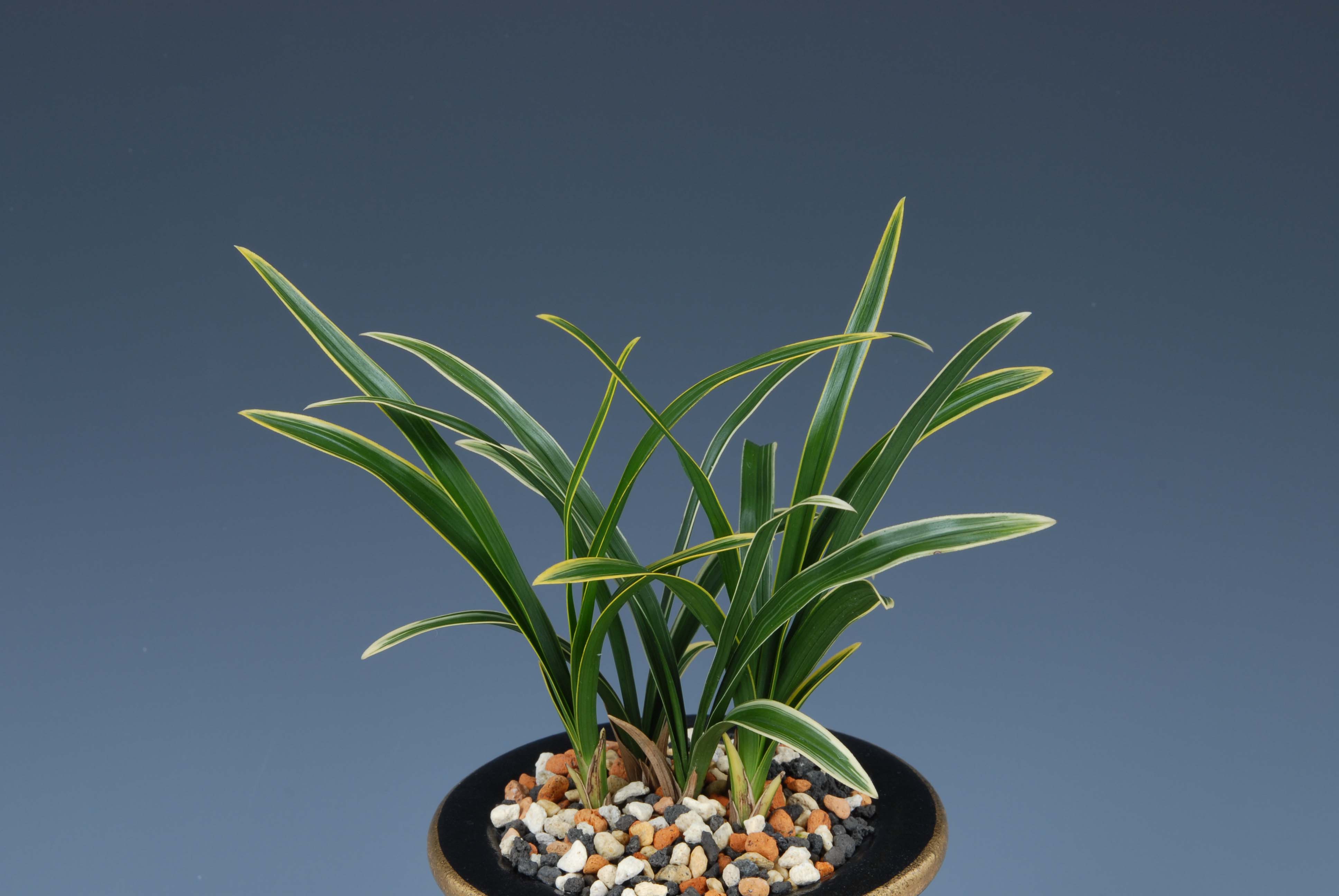 특별상-복륜-정신우(난친구)