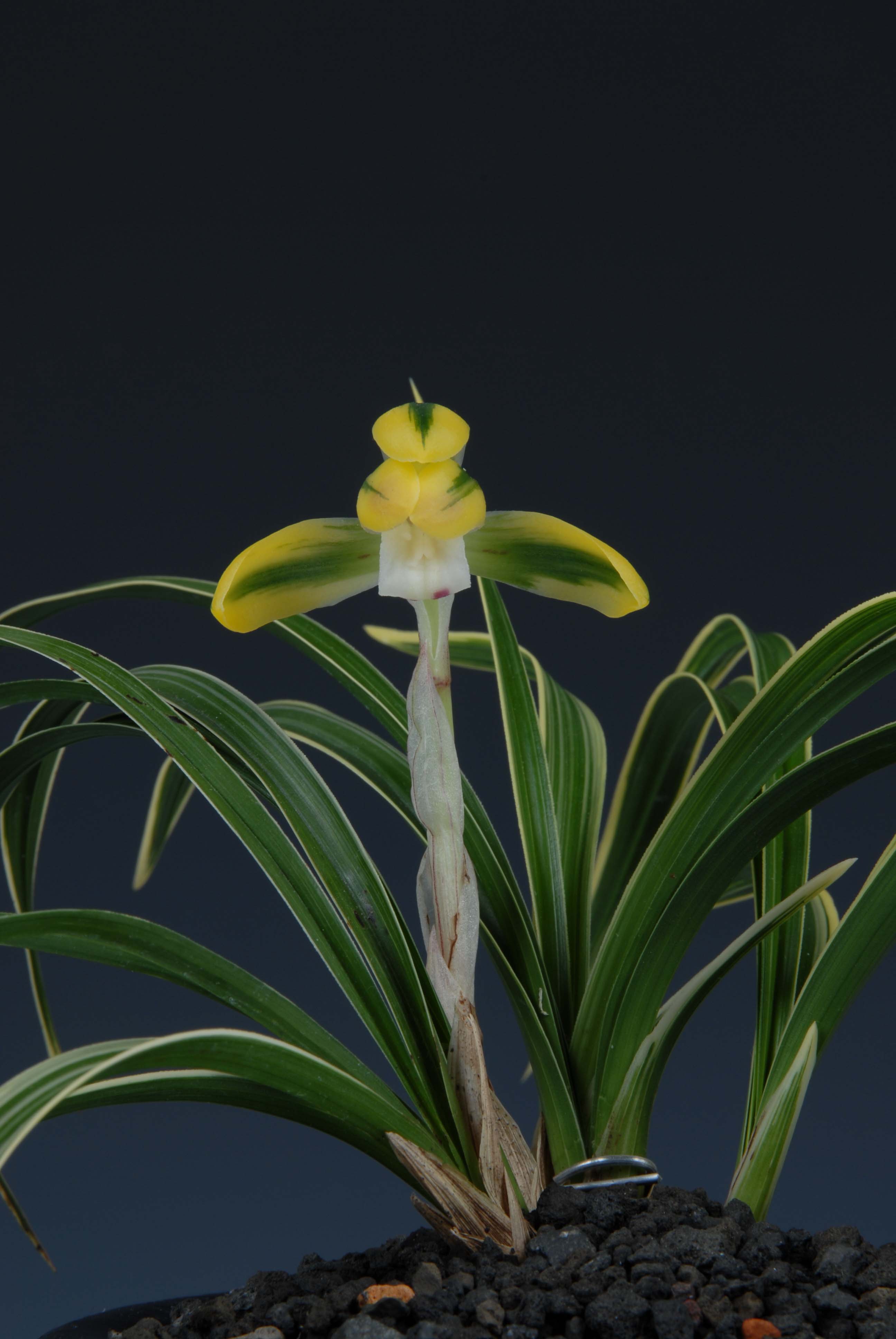 특별상-복륜화(황진희)-정길호