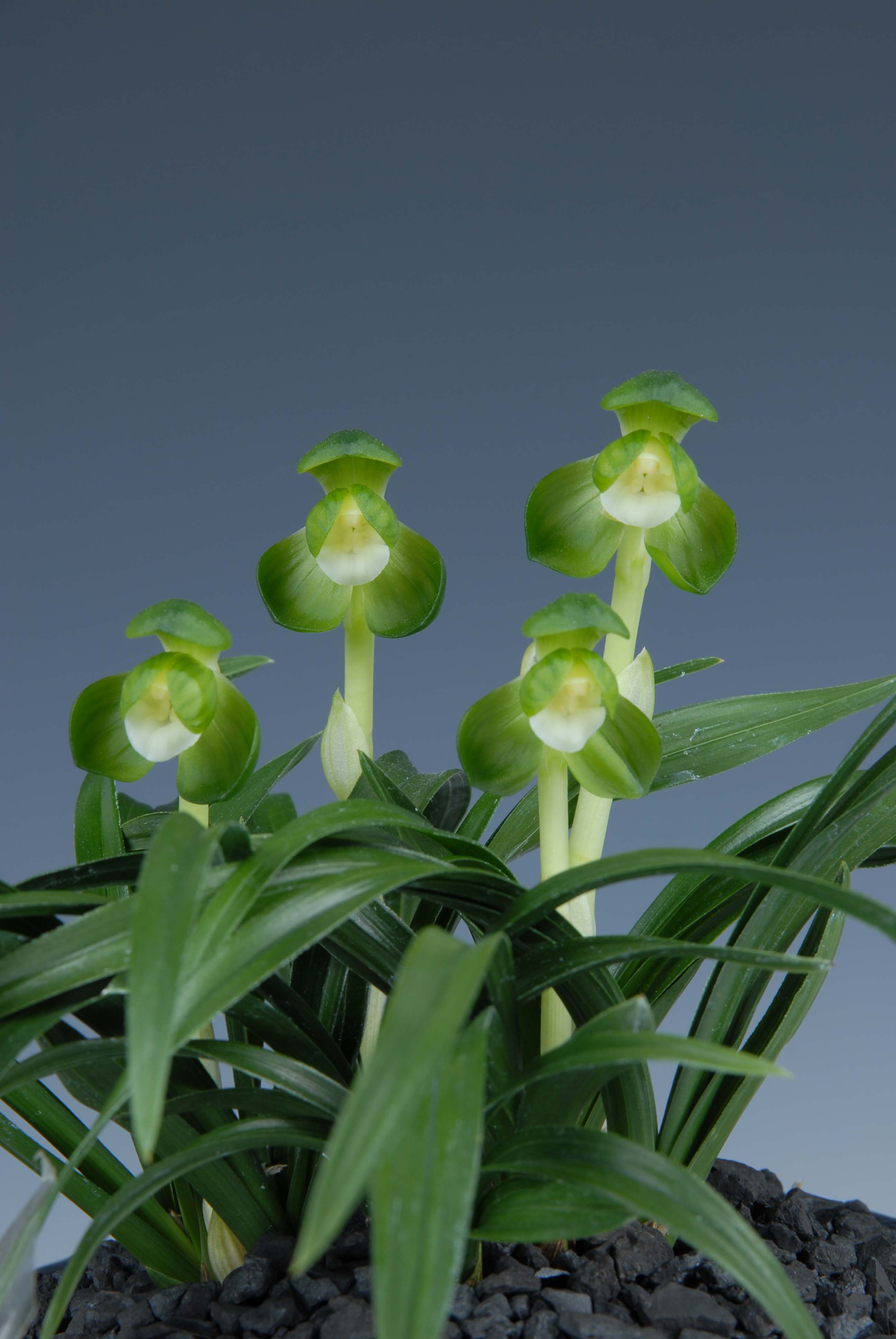 최우수상-두화소심(일월화)-이행우