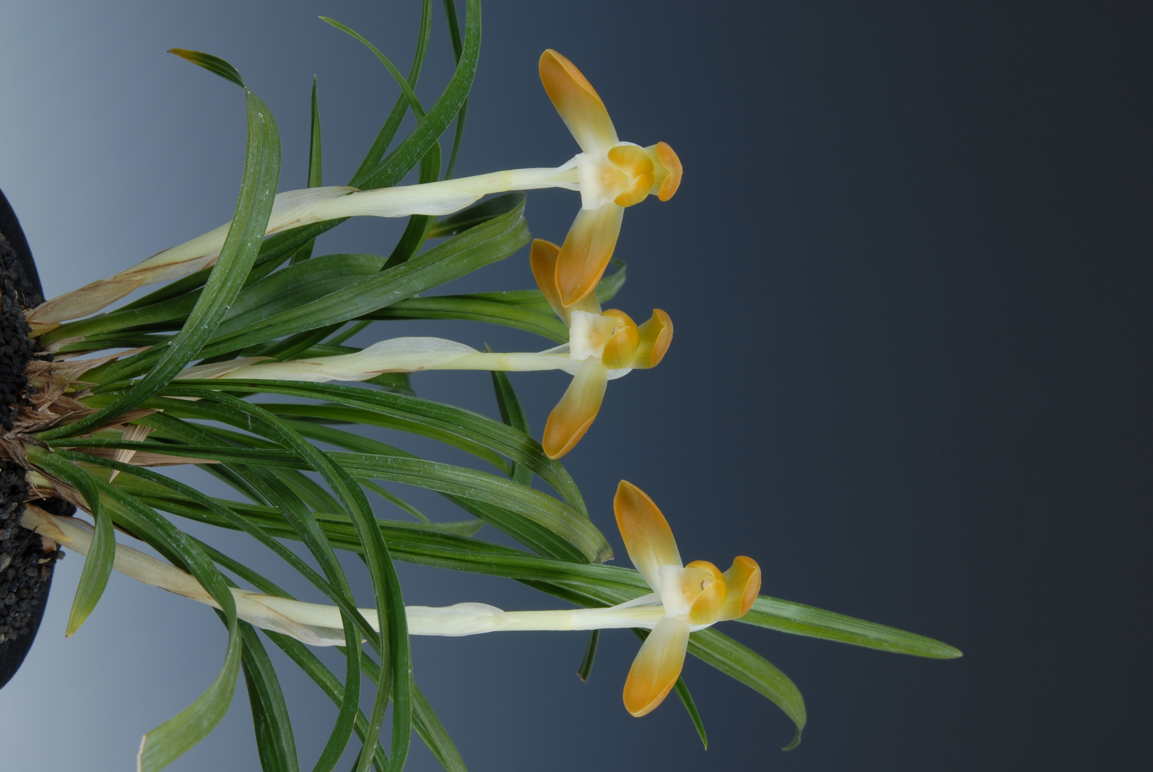 금상-주금소심-김규석