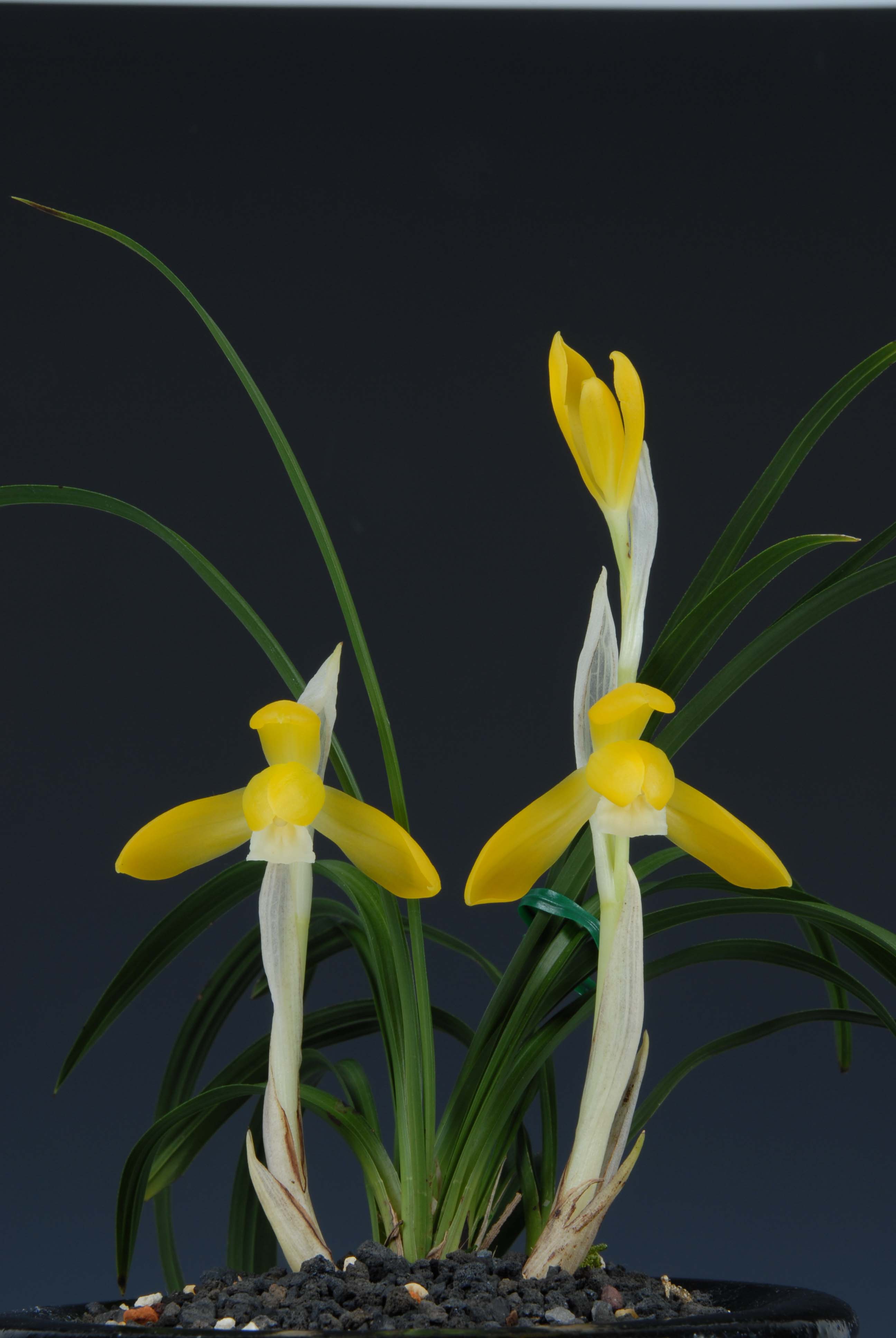 우수특별상-황화소심(황금소)-홍대표