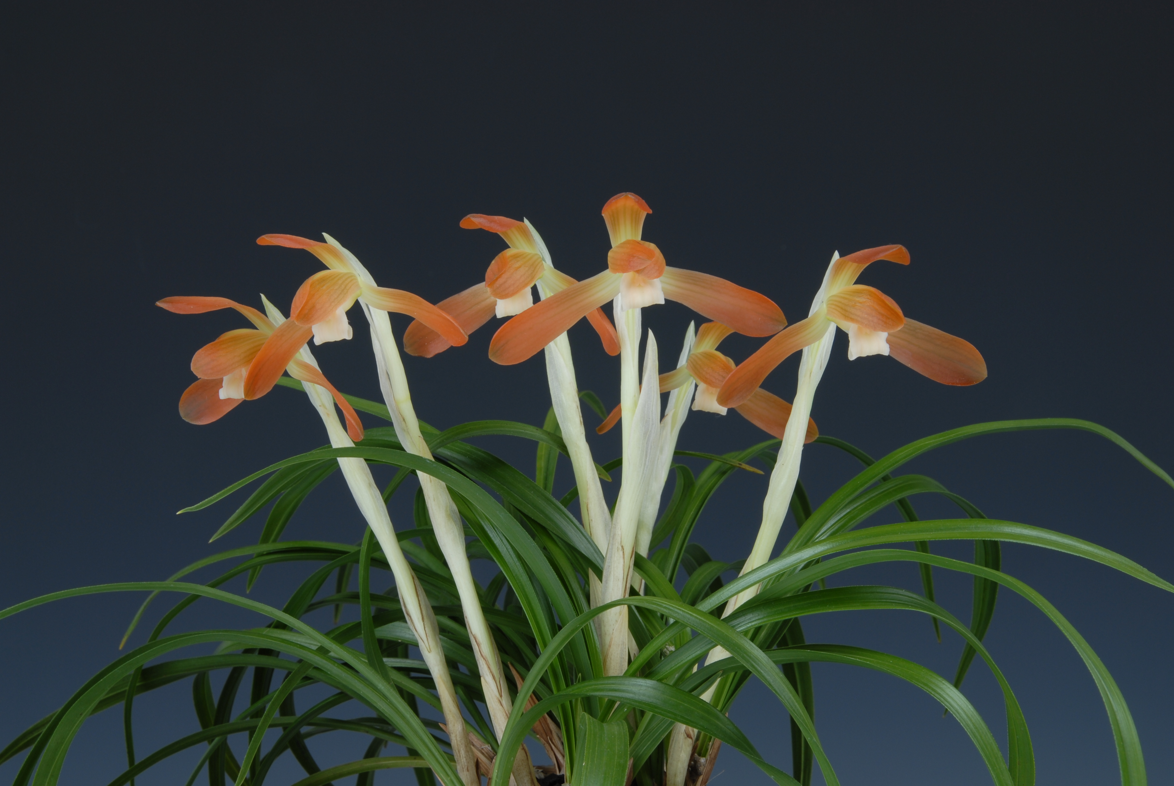 대상-홍화소심-정길호