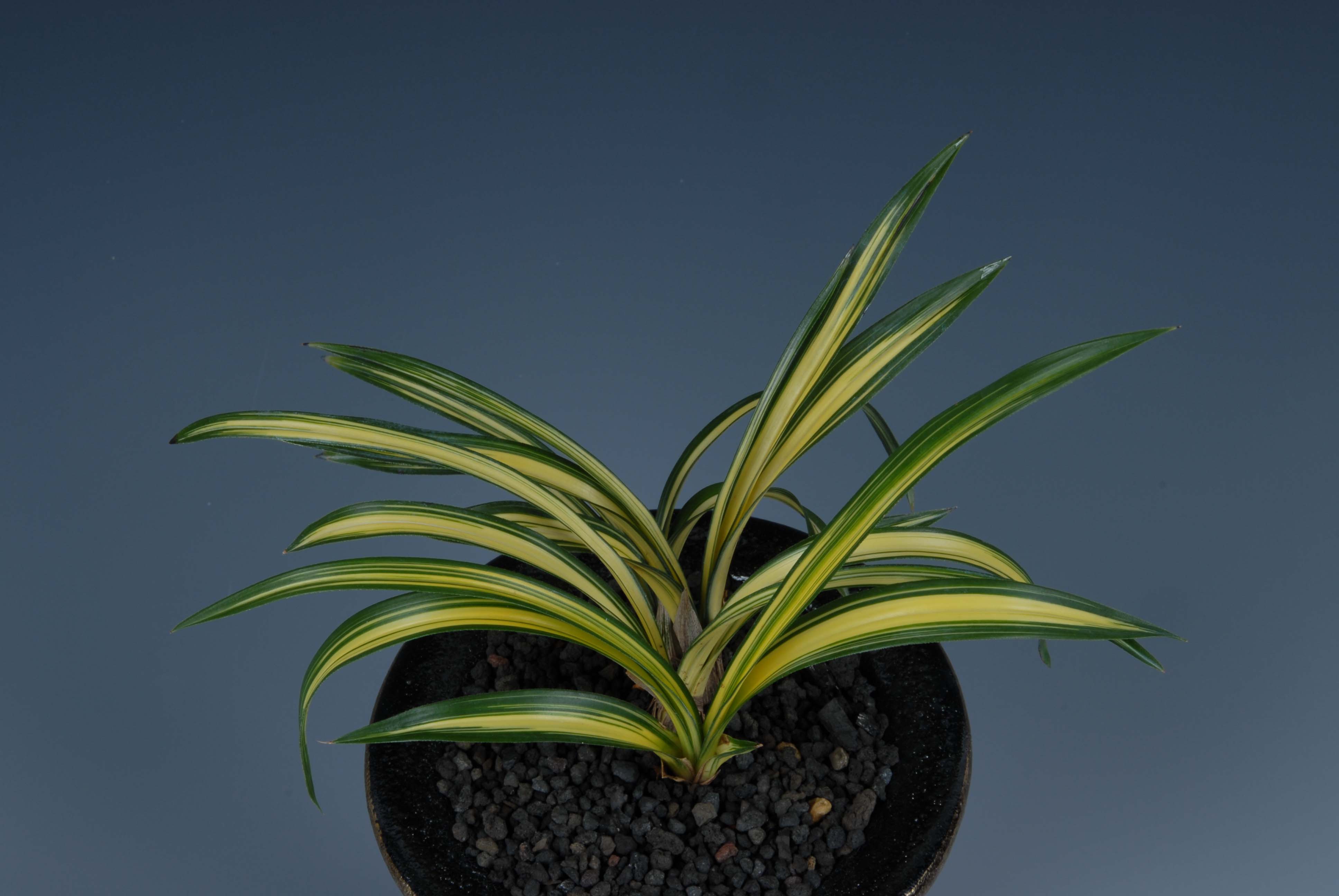 최우수상-중투호(사천왕)-박영복