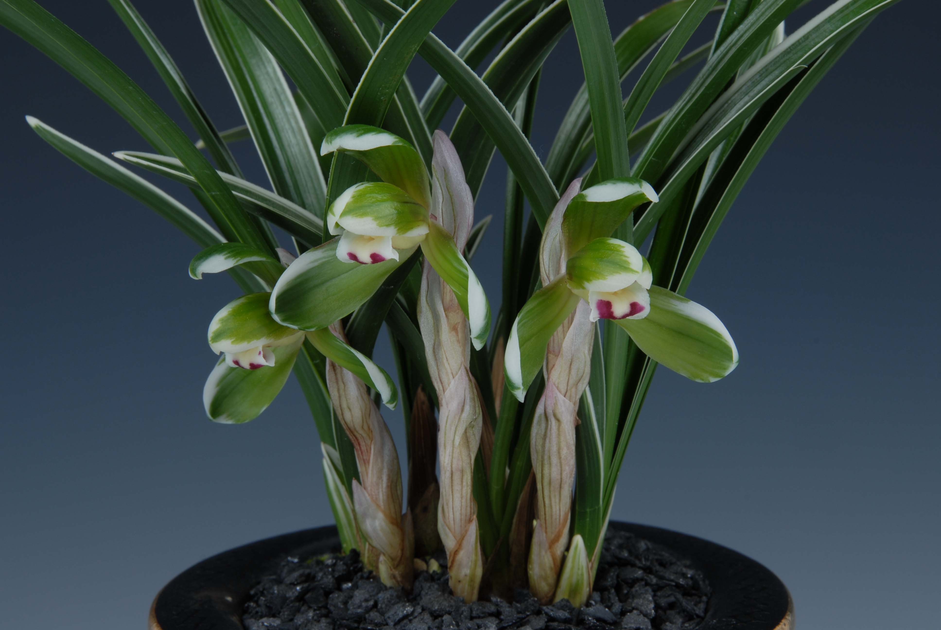 특별상-복륜화(일품관)-민미옥