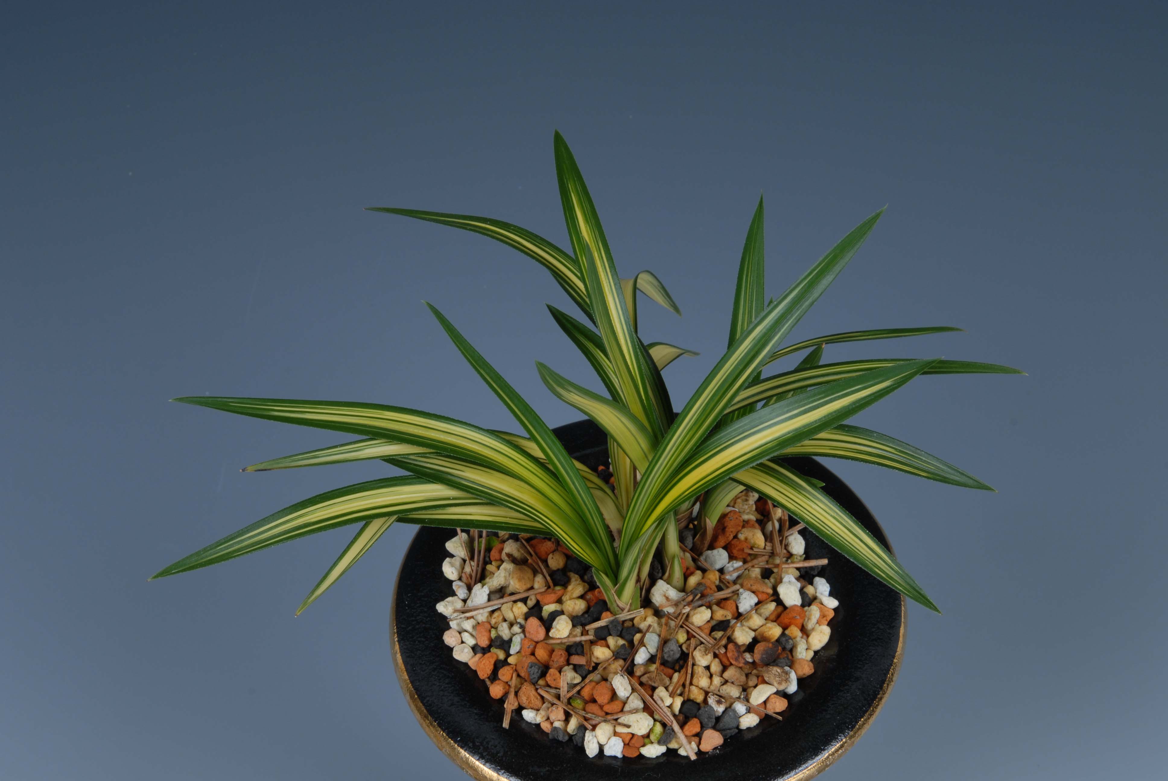 우수상-중투호(진주수)-이완기