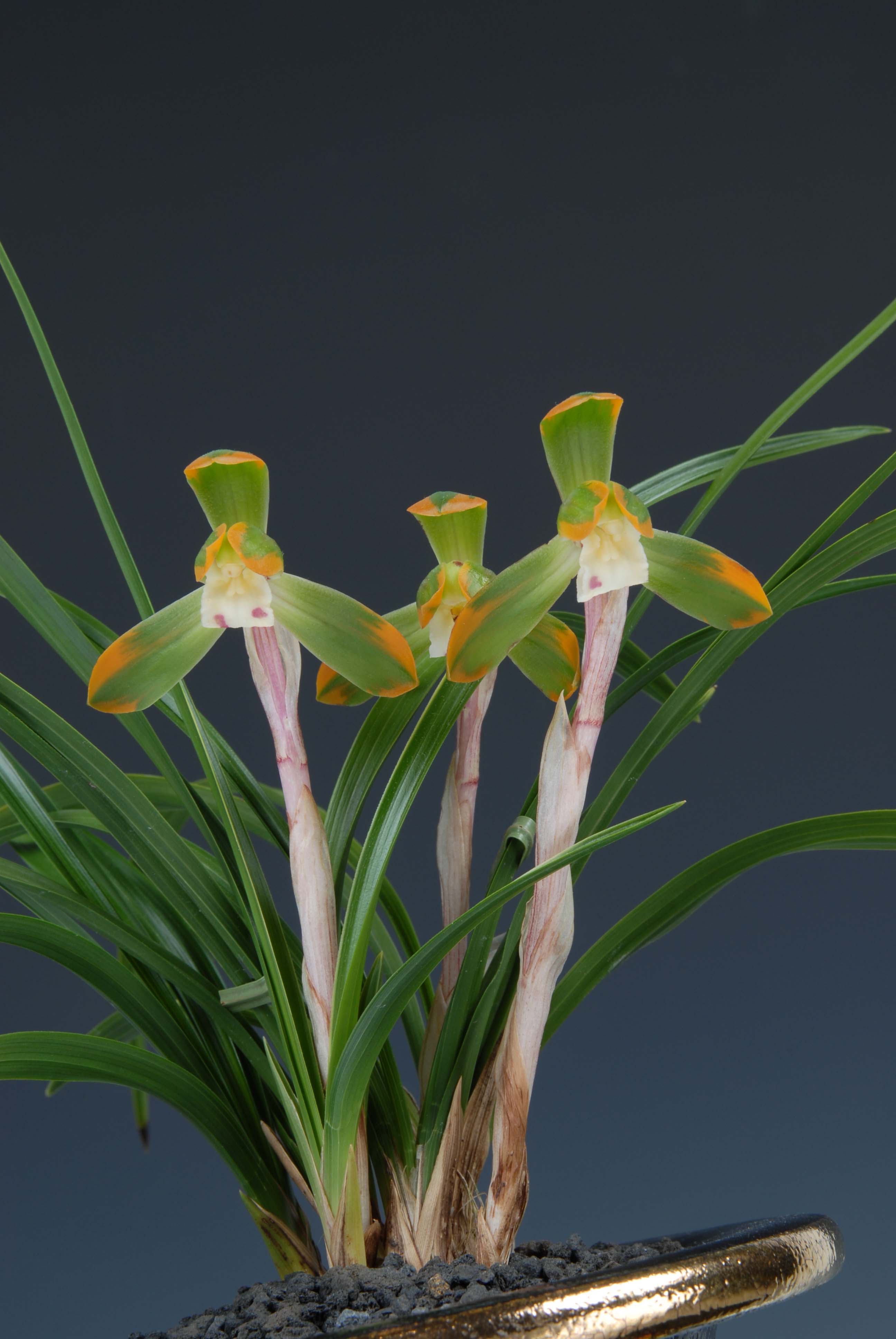 특별상-복륜복색화-진영배