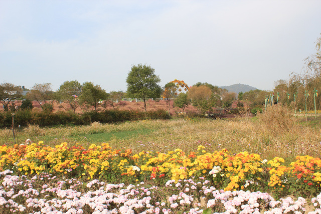 2019 대한민국 국향대전 -수변공원 주변 핑크뮬리 외