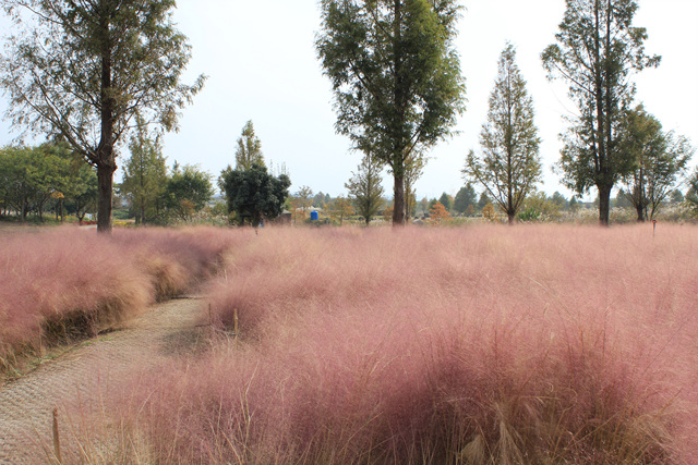 2019 대한민국 국향대전 -수변공원 주변 핑크뮬리 외