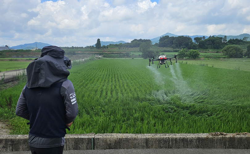 함평군, 집중호우 이후 벼 병해충 ‘예찰‧방제 중요’ 당부