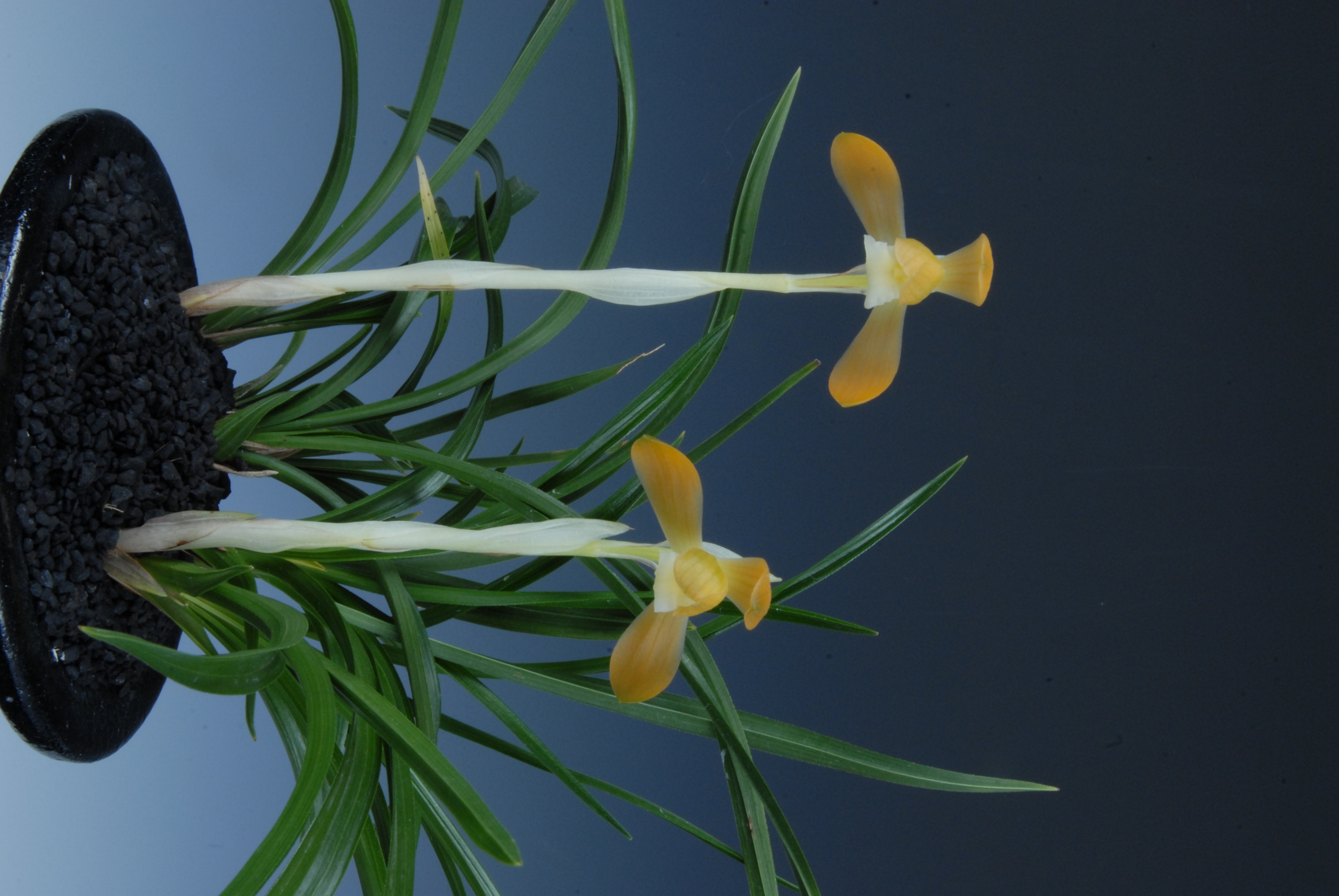 금상-주금소심-김현숙