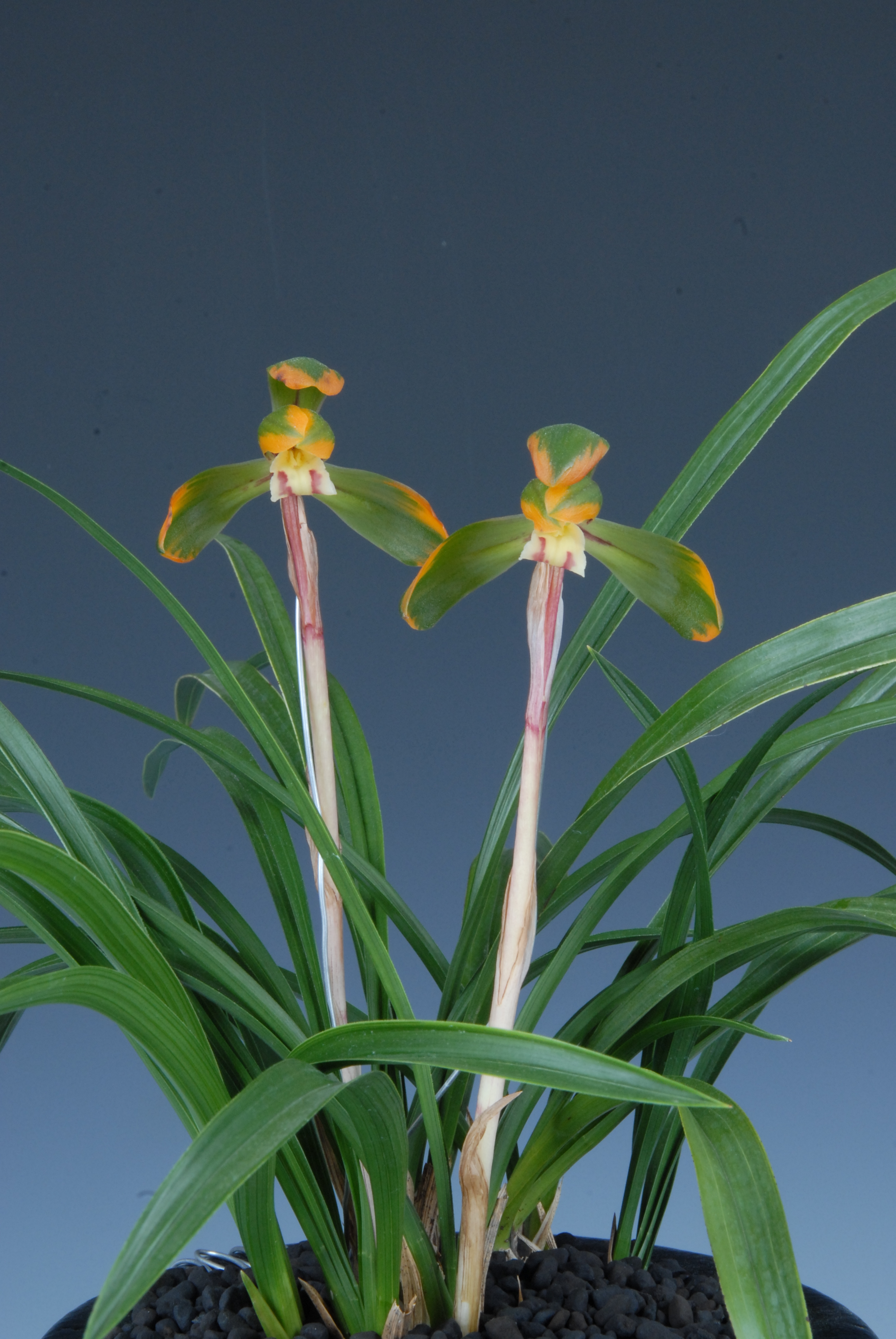 도지사상-복색화(옥로)-이동섭