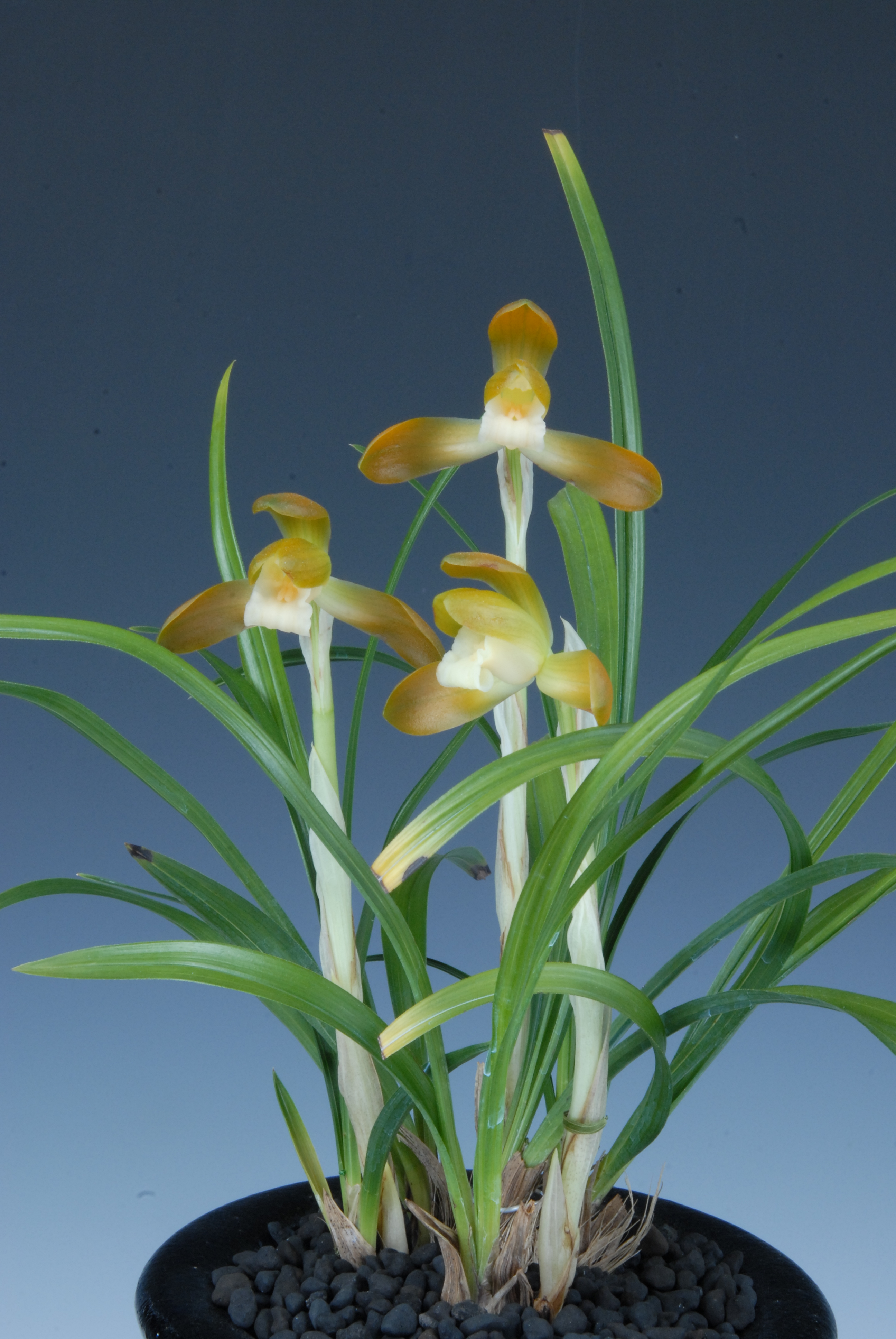 대자협이사장상-주금소심(천사)-김현수