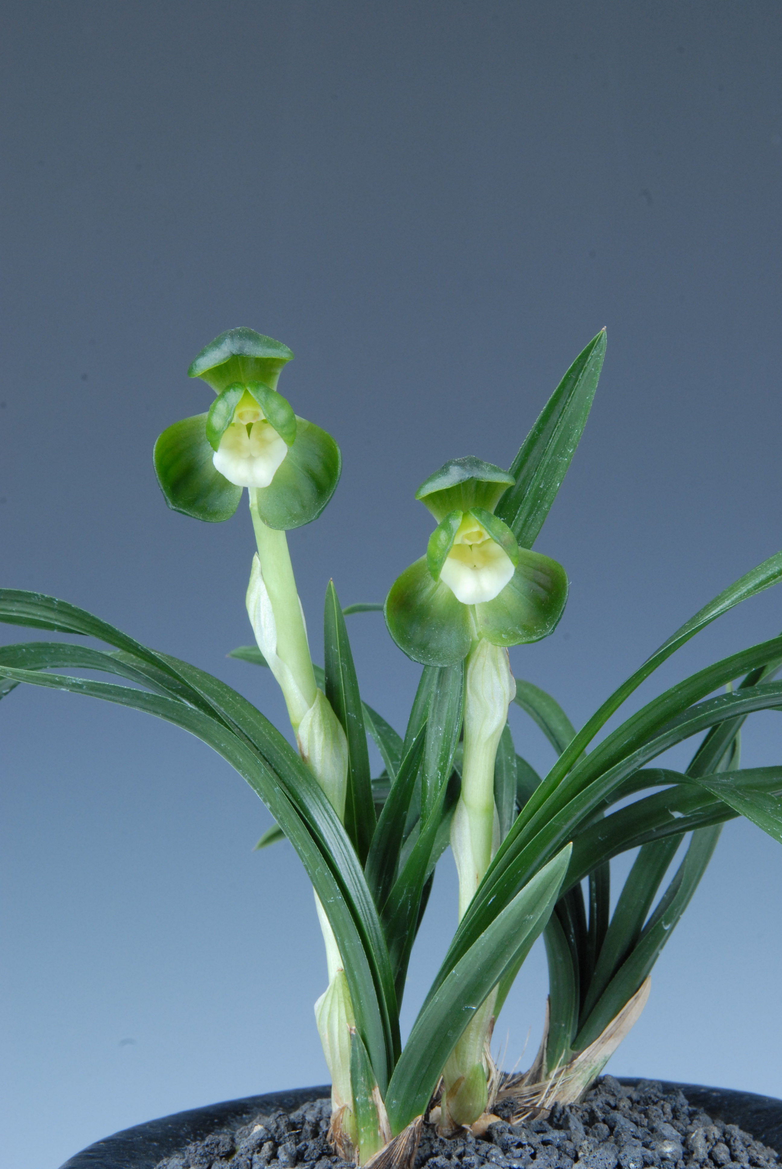 국무총리상-두화소심(일월화)-김송재