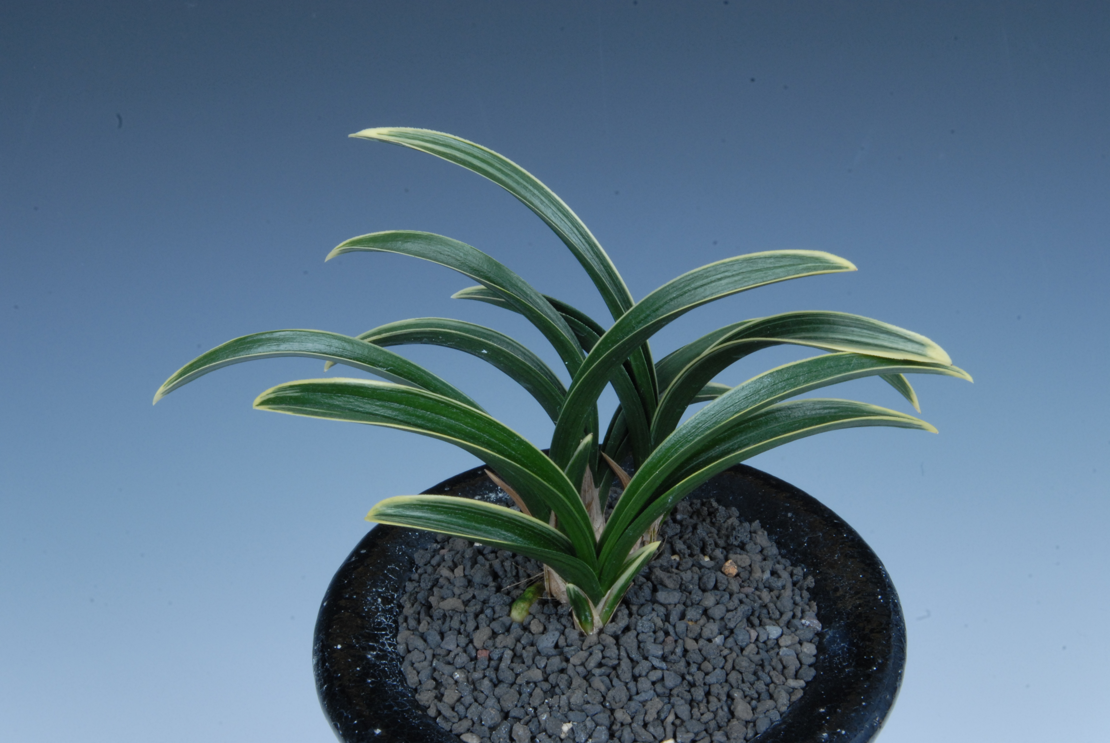 환경부장관상-단엽복륜(신라)-김건호