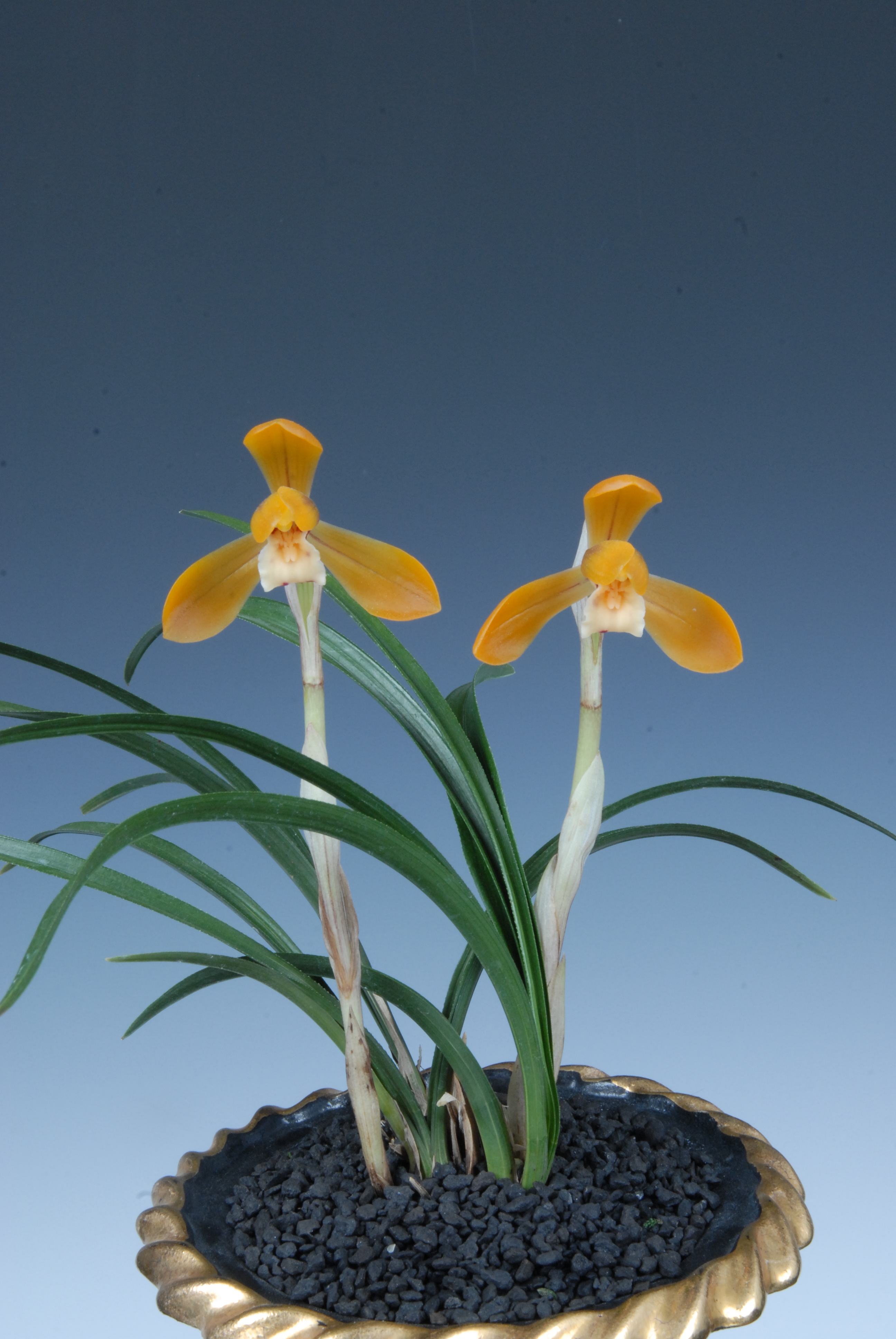 한상연총회장상-주금화-손세운