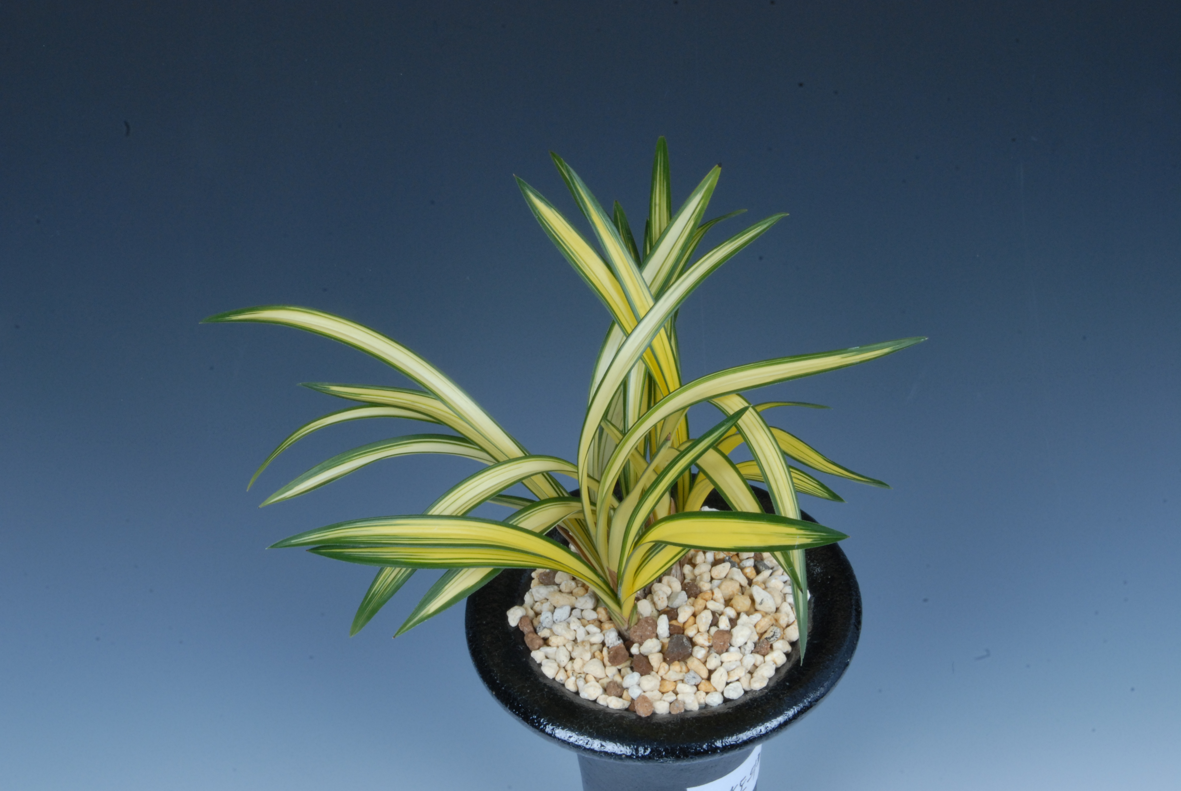 도의회의장상-중투호(아가씨)-김건호