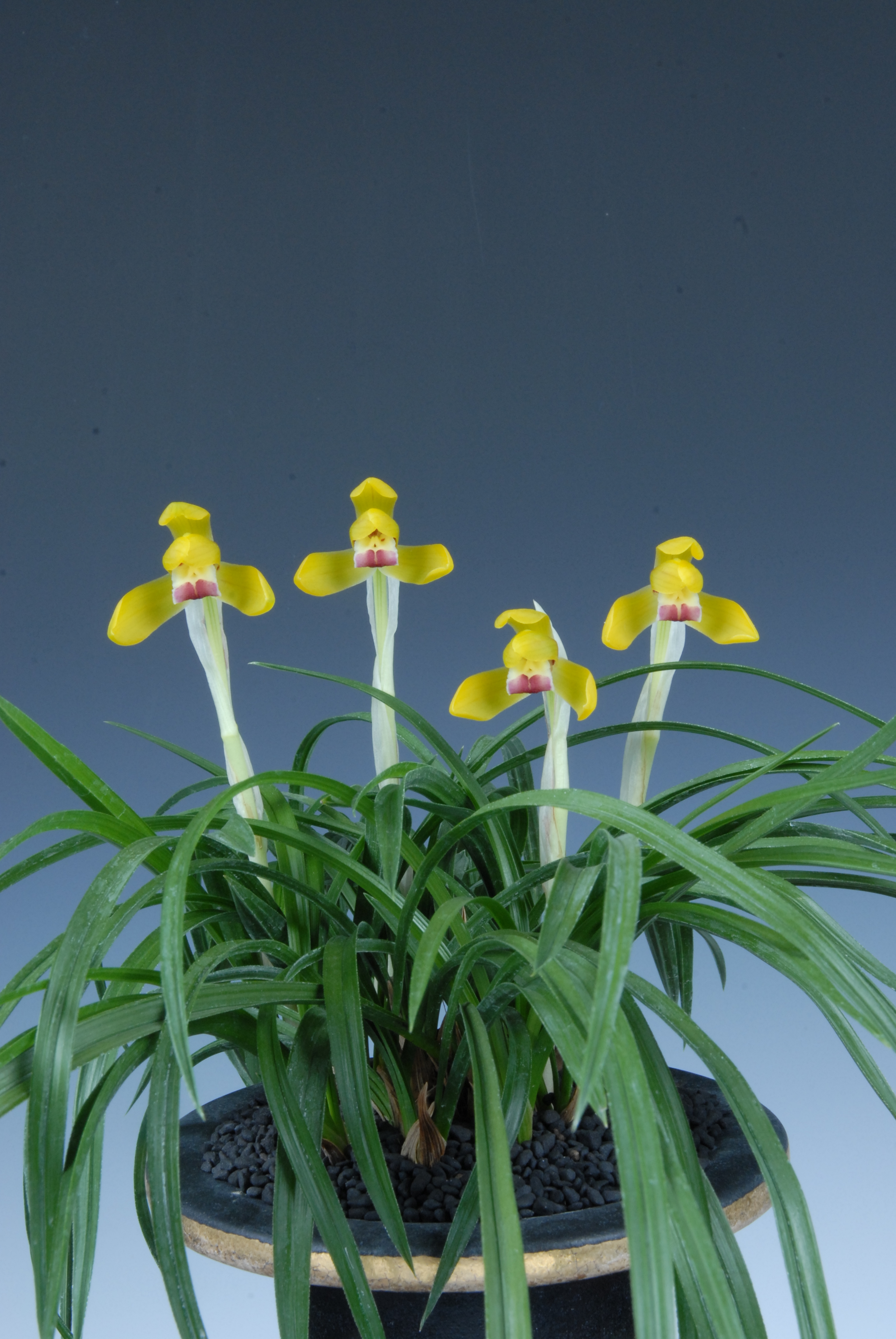 농림식품수삼부장관상-황화(황비)-김택식