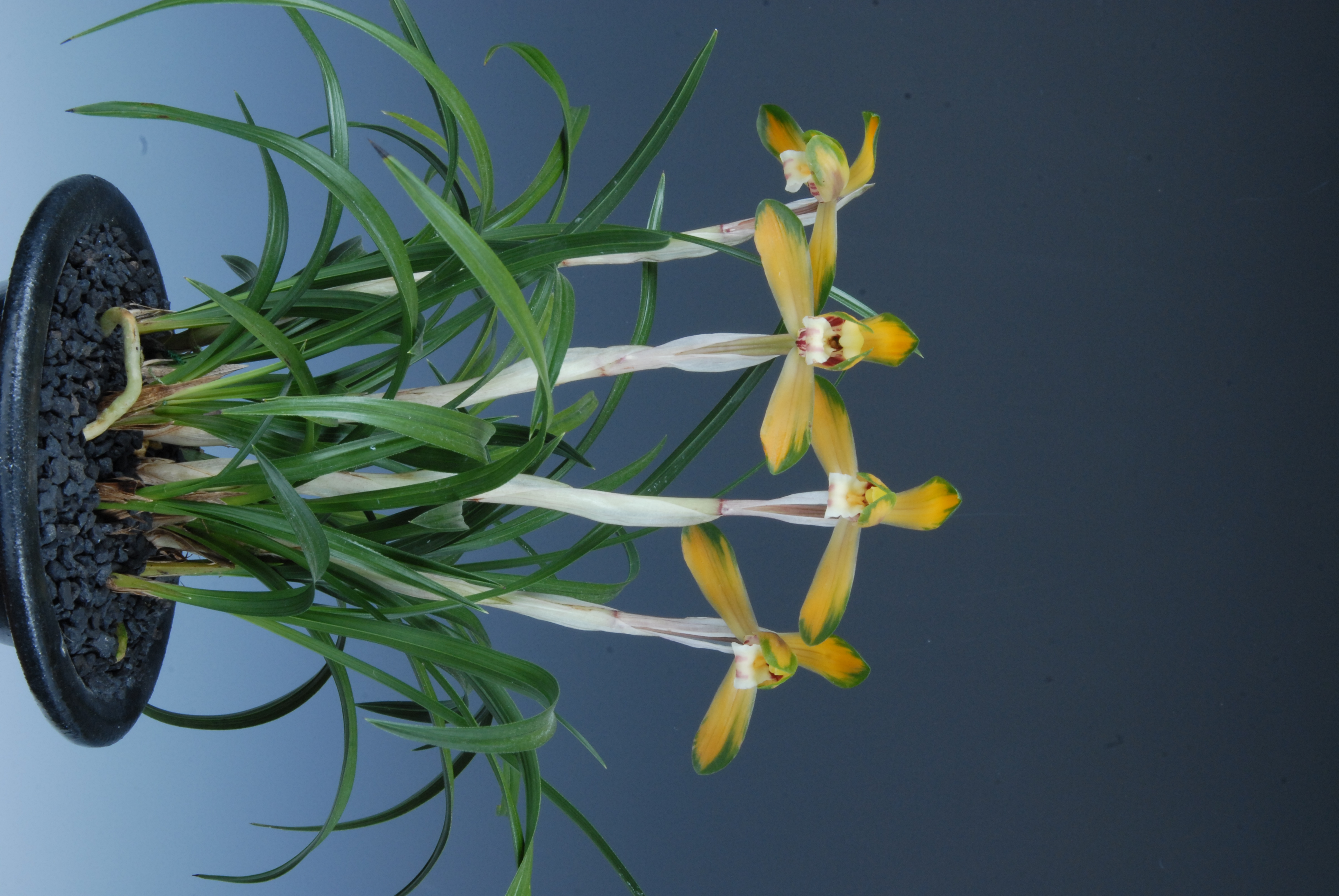 복색화(지존)-김찬숙