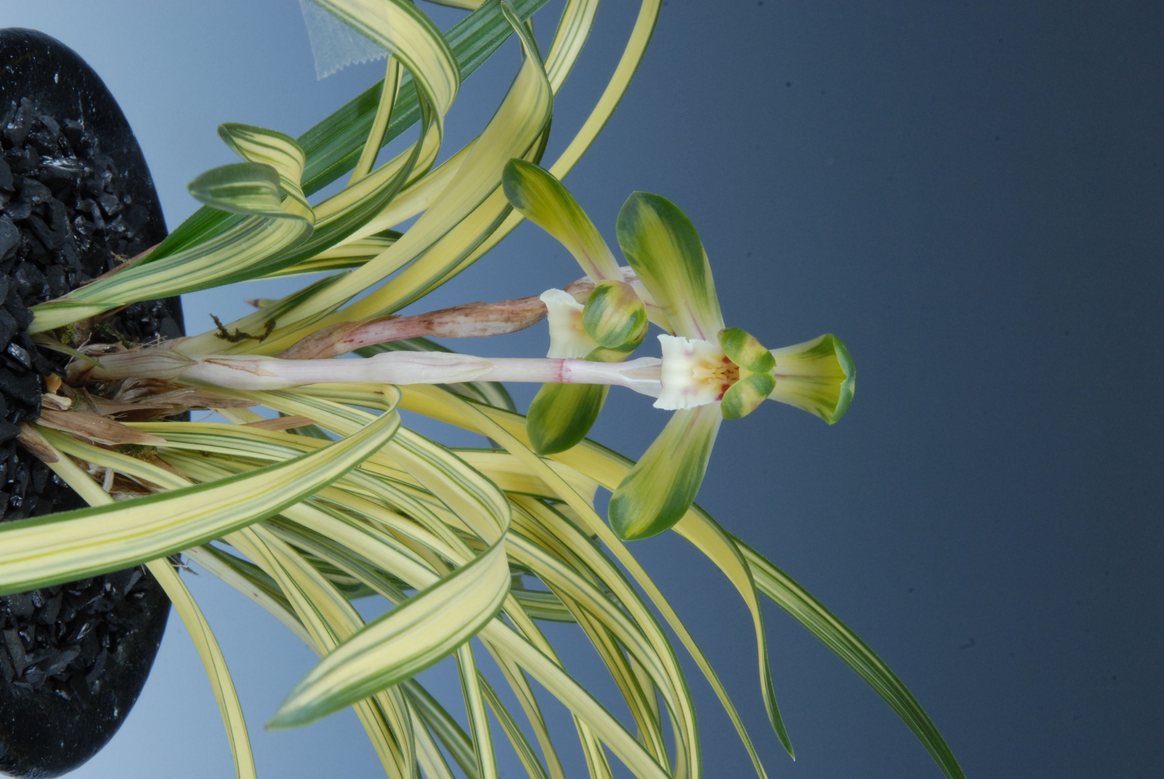 대리주난화협회장상-중투화-이준녕