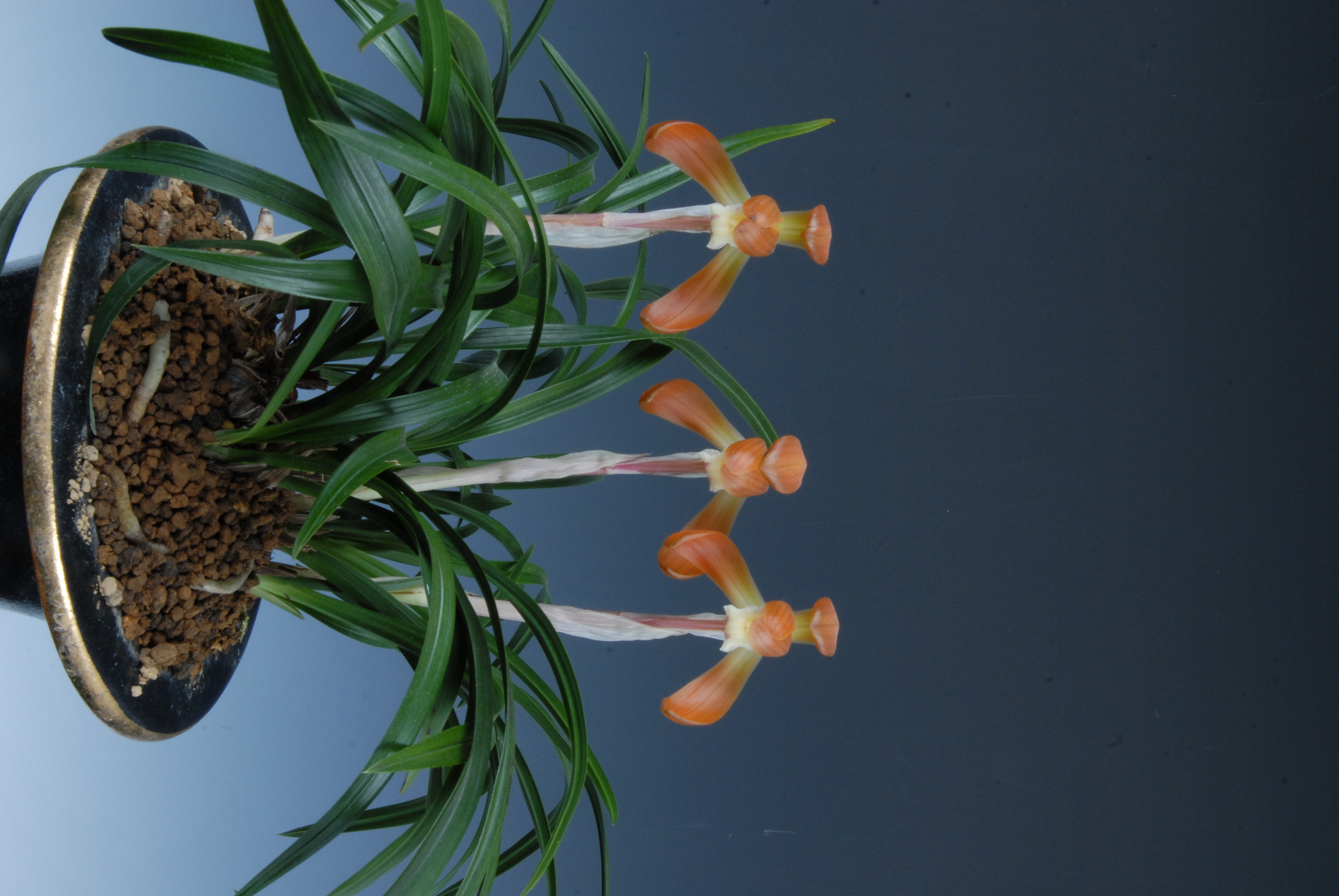 은상-홍화(성홍)-안성자