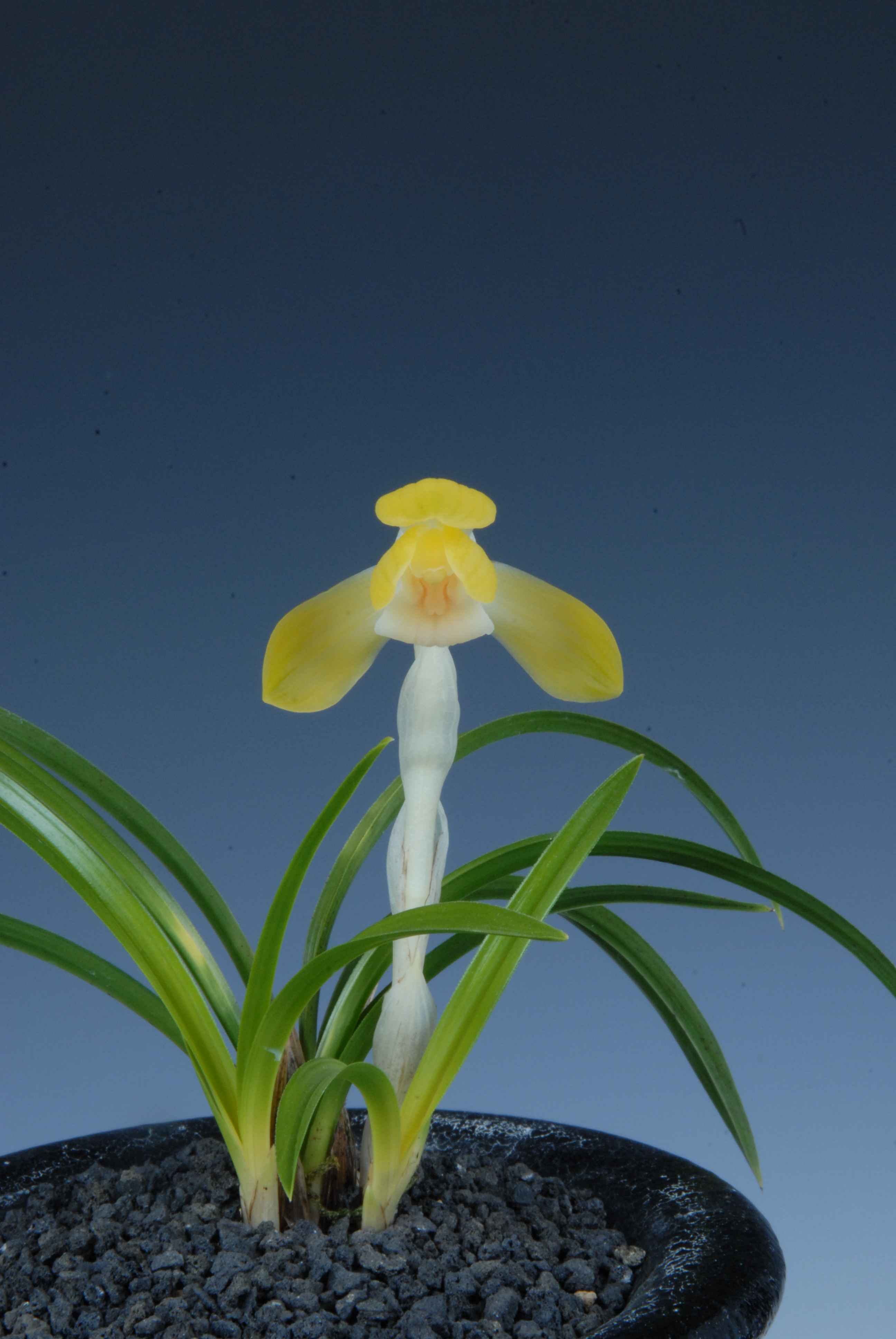 군수상-황화소심(보름달)-김송재