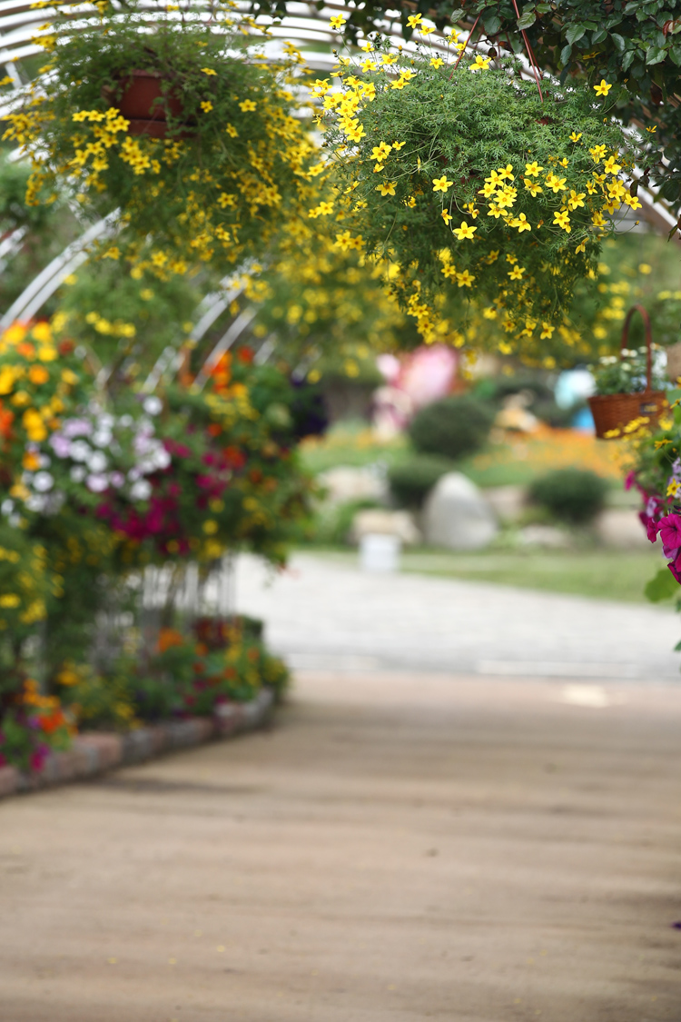 함평나비축제26