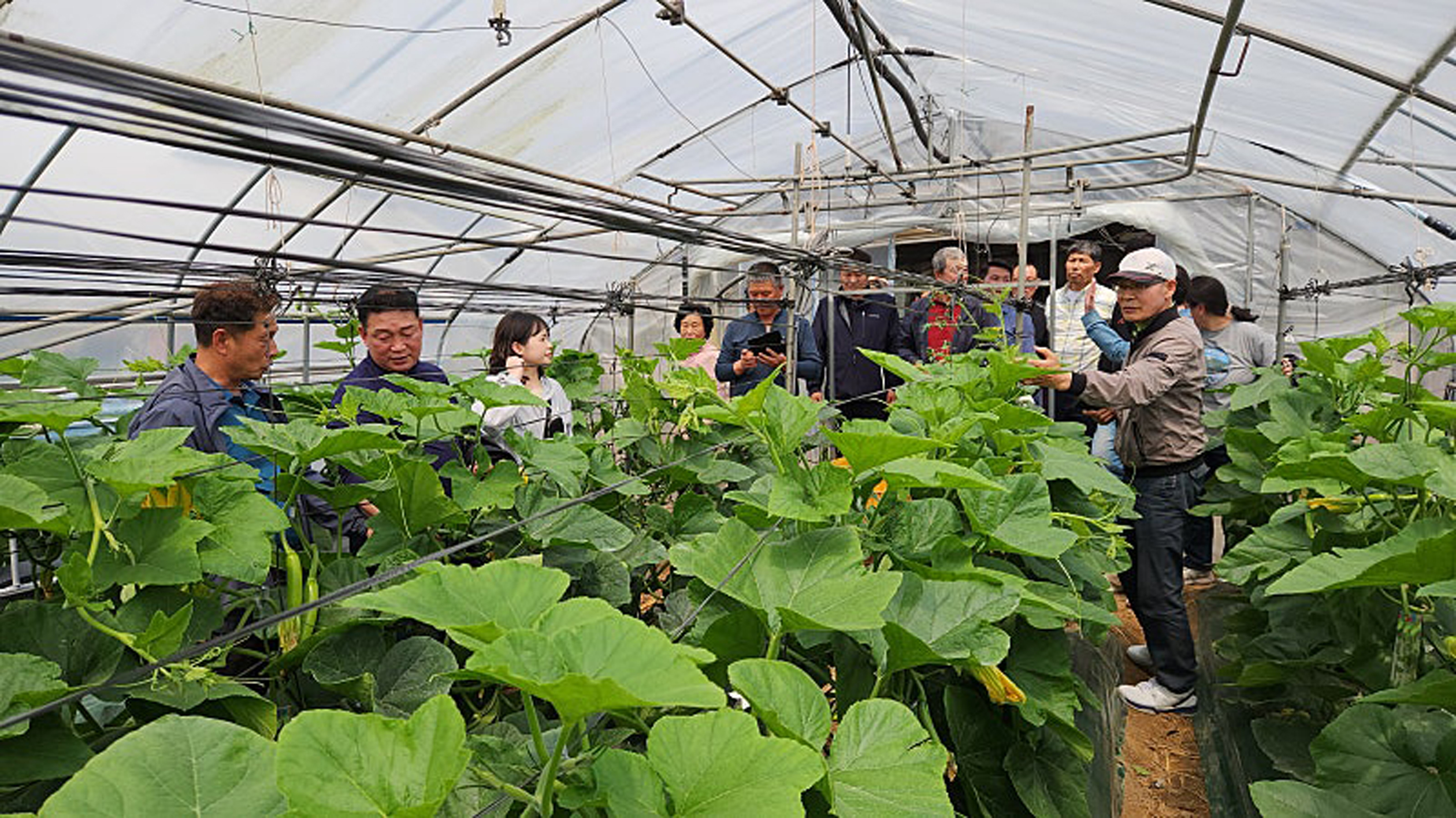 함평군, 애호박 연중 생산 기반 구축을 위한 선진지 견학 성료