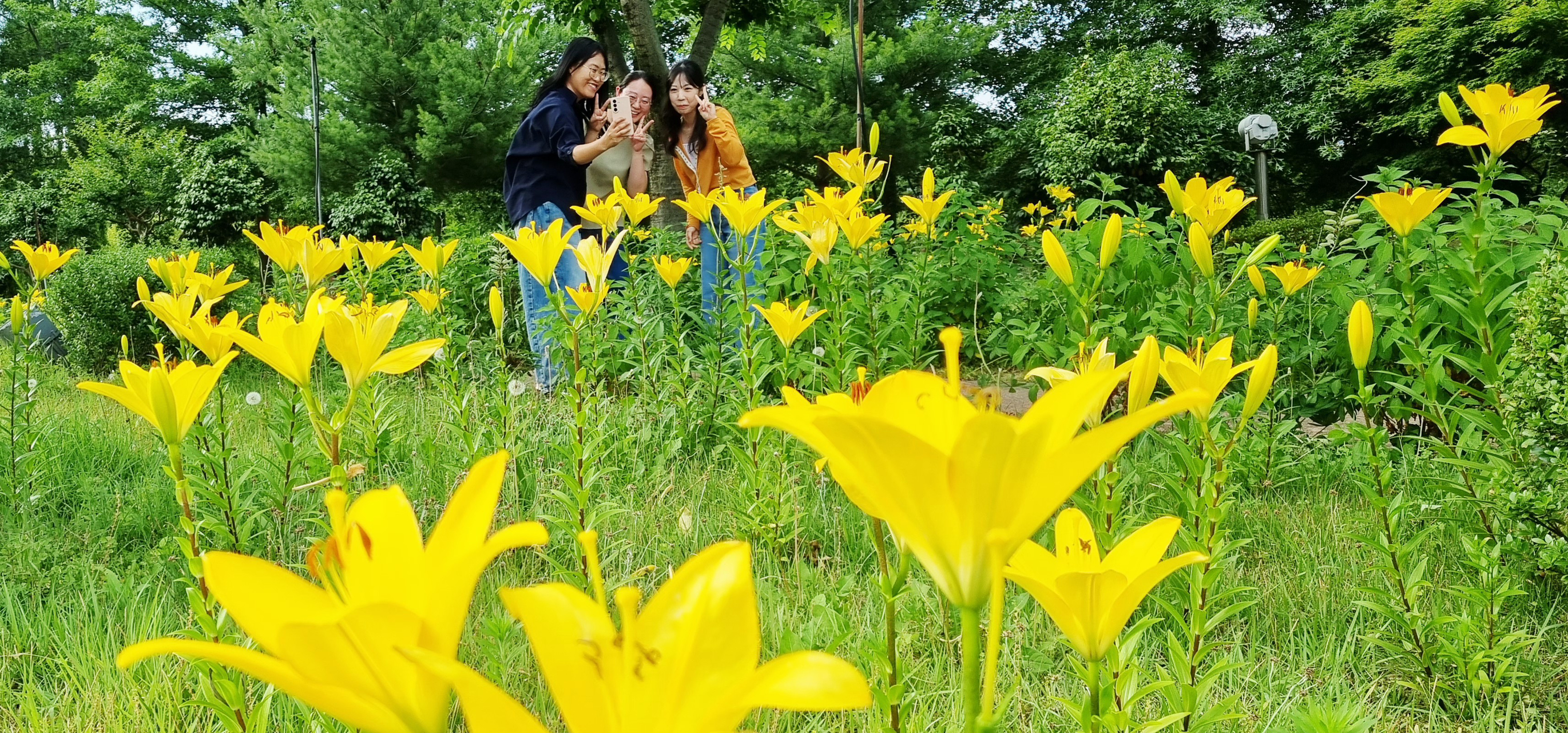 “여름의 전령”…함평엑스포공원, 방문객 눈길 사로잡는 ‘노랑나리’ 개화