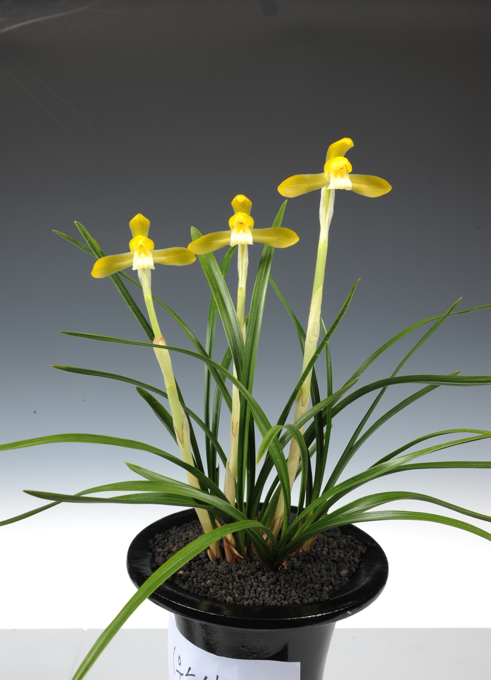 대한민국 난명품 대제전