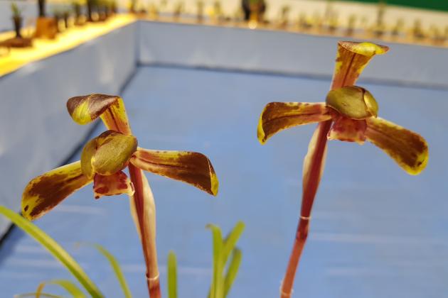 동상수채색설화안중수