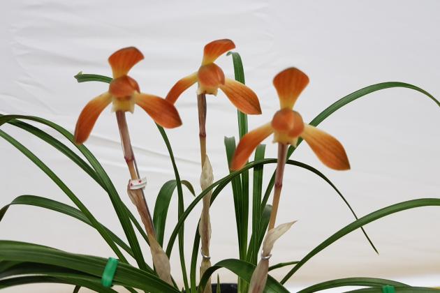 동상홍화 홍복김대련