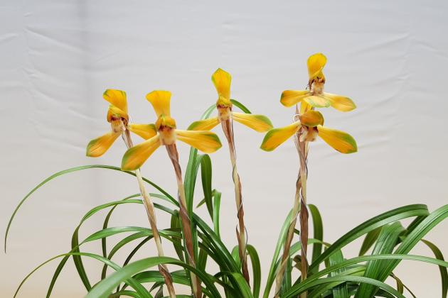 동상중투복색 태극선지양규