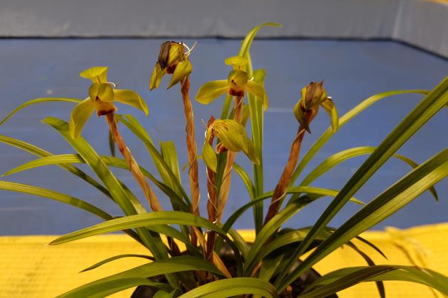 동상자화 자봉임순영