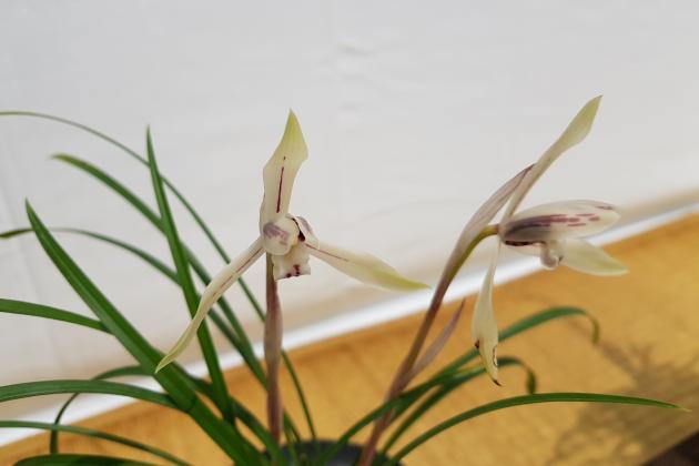 동상유향백화 CG60향아고송주