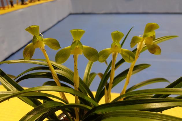 동상소심 원비소지양규