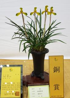 동상황화 살구고성