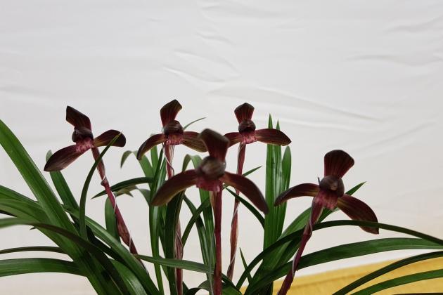 동상자화 자봉임순영