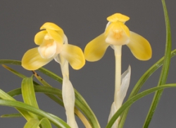 산림청장상-황화소심(보름달)-김가후