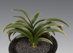 전라남도의회의장상-단엽복륜(신라)-신옥님