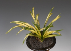 전라남도지사상-중투복색화(태극선)-강응률