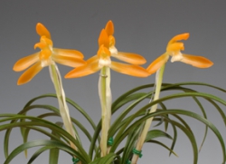 농림축산식품부장관상-주금소심(동광)-조재홍