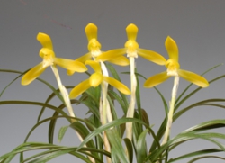 대상-황화소심-황금소-왕종