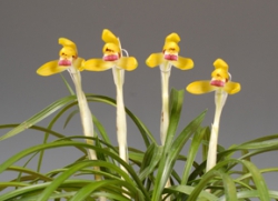 함평군수상-황화색설(황비)-이승익