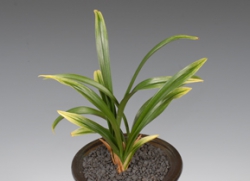 함평군의회의장상-산반-김관용