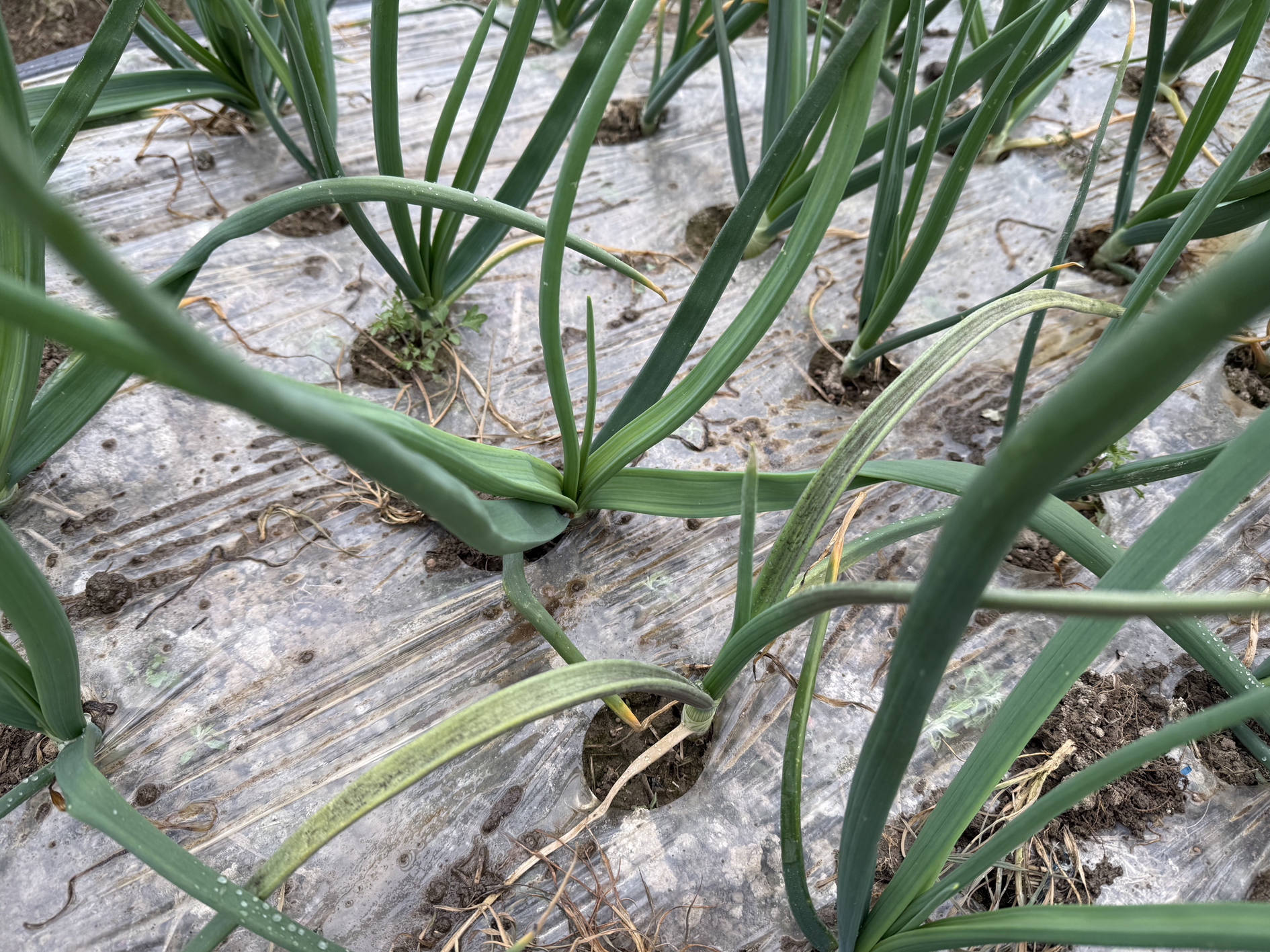 함평군, 양파 노균병 확산 우려…“기상 악화 속 초기 방제 당부”