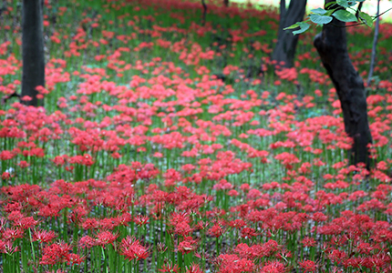용천사 꽃무릇공원