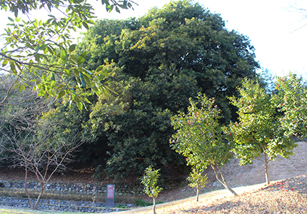 함평 기각리 붉가시나무 자생북한지